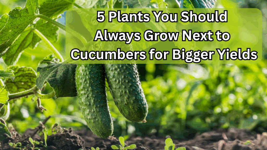5 Plants You Should Always Grow Next to Cucumbers for Bigger Yields