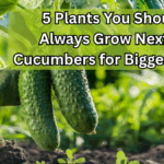 5 Plants You Should Always Grow Next to Cucumbers for Bigger Yields
