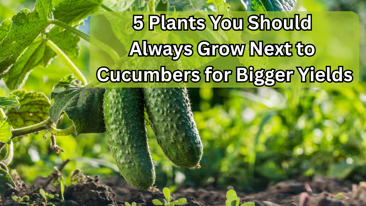 5 Plants You Should Always Grow Next to Cucumbers for Bigger Yields