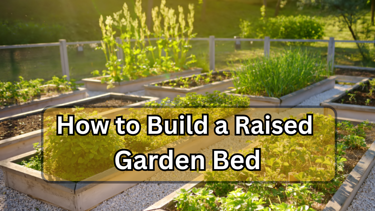 How to Build a Raised Garden Bed (Step-by-Step Guide)