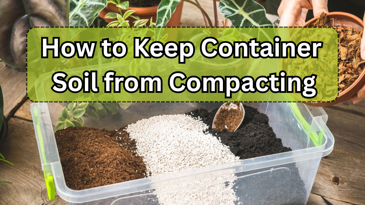 How to Keep Container Soil from Compacting (Simple Fixes)