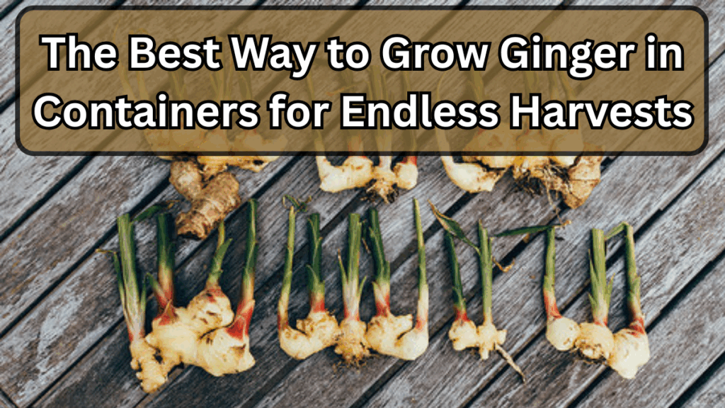 The Best Way to Grow Ginger in Containers for Endless Harvests