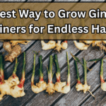 The Best Way to Grow Ginger in Containers for Endless Harvests