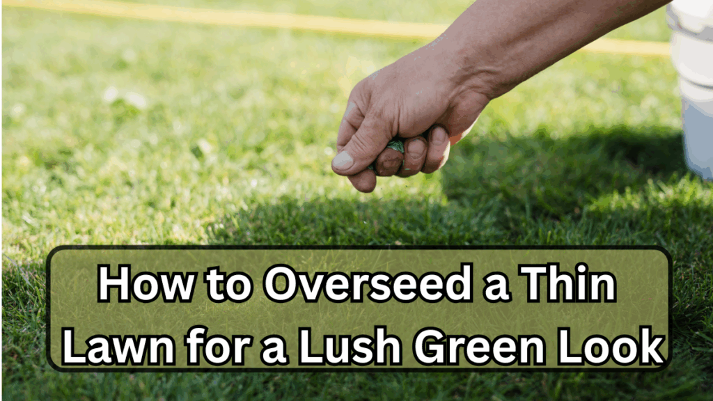 How to Overseed a Thin Lawn for a Lush Green Look