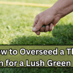 How to Overseed a Thin Lawn for a Lush Green Look