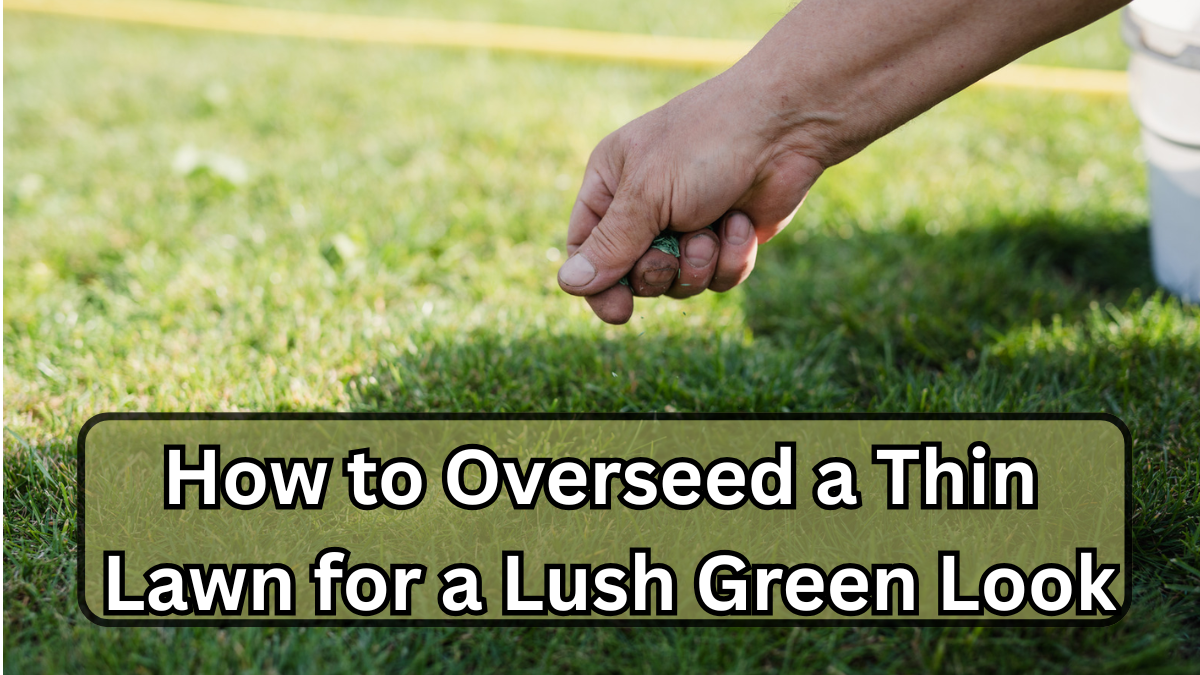 How to Overseed a Thin Lawn for a Lush Green Look