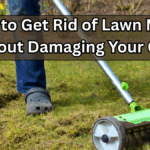 How to Get Rid of Lawn Moss Without Damaging Your Grass