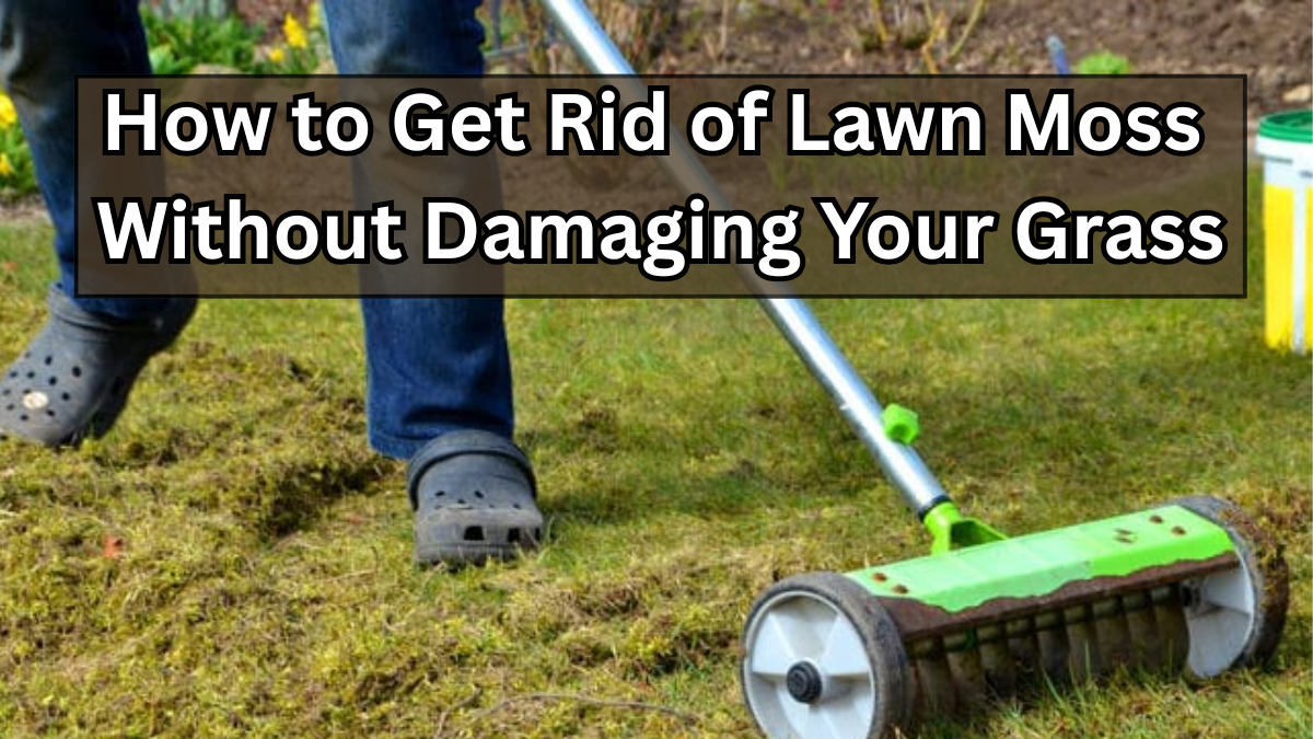 How to Get Rid of Lawn Moss Without Damaging Your Grass