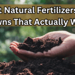 Best Natural Fertilizers for Lawns That Actually Work