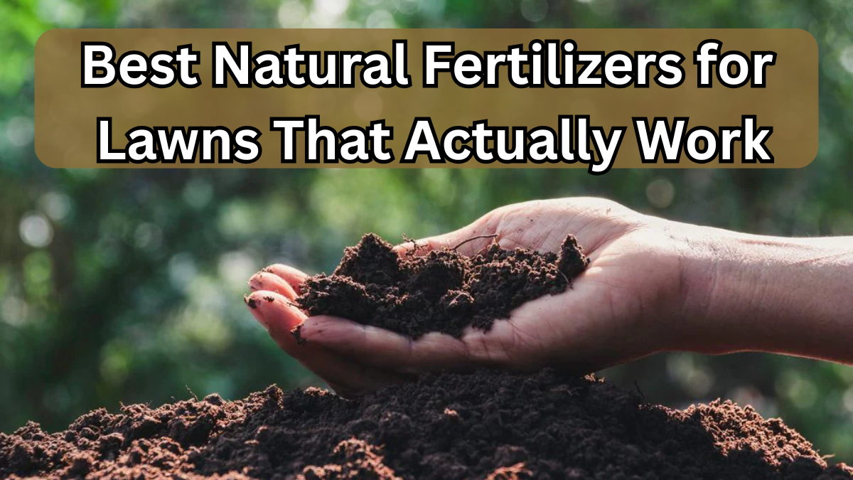 Best Natural Fertilizers for Lawns That Actually Work