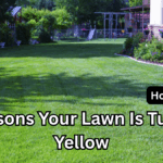 7 Reasons Your Lawn Is Turning Yellow (and How to Fix It)