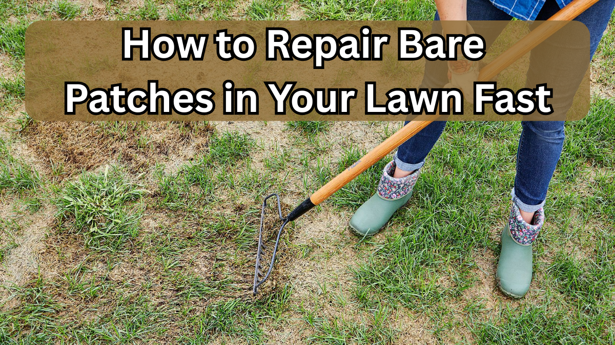 How to Repair Bare Patches in Your Lawn Fast