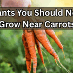5 Plants You Should Never Grow Near Carrots