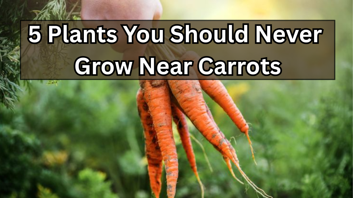 5 Plants You Should Never Grow Near Carrots