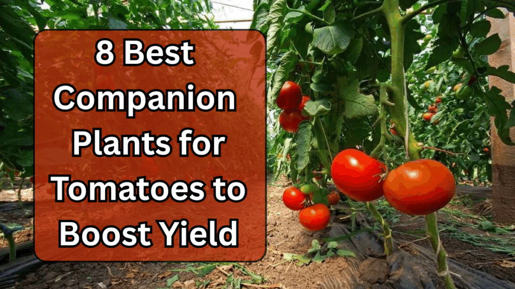 8 Best Companion Plants for Tomatoes to Boost Yield