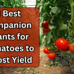 8 Best Companion Plants for Tomatoes to Boost Yield