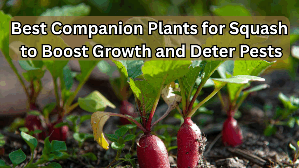 Best Companion Plants for Squash to Boost Growth and Deter Pests