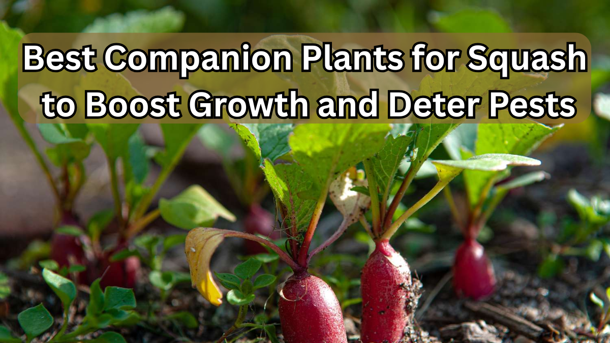Best Companion Plants for Squash to Boost Growth and Deter Pests