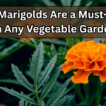 Why Marigolds Are a Must-Have in Any Vegetable Garden