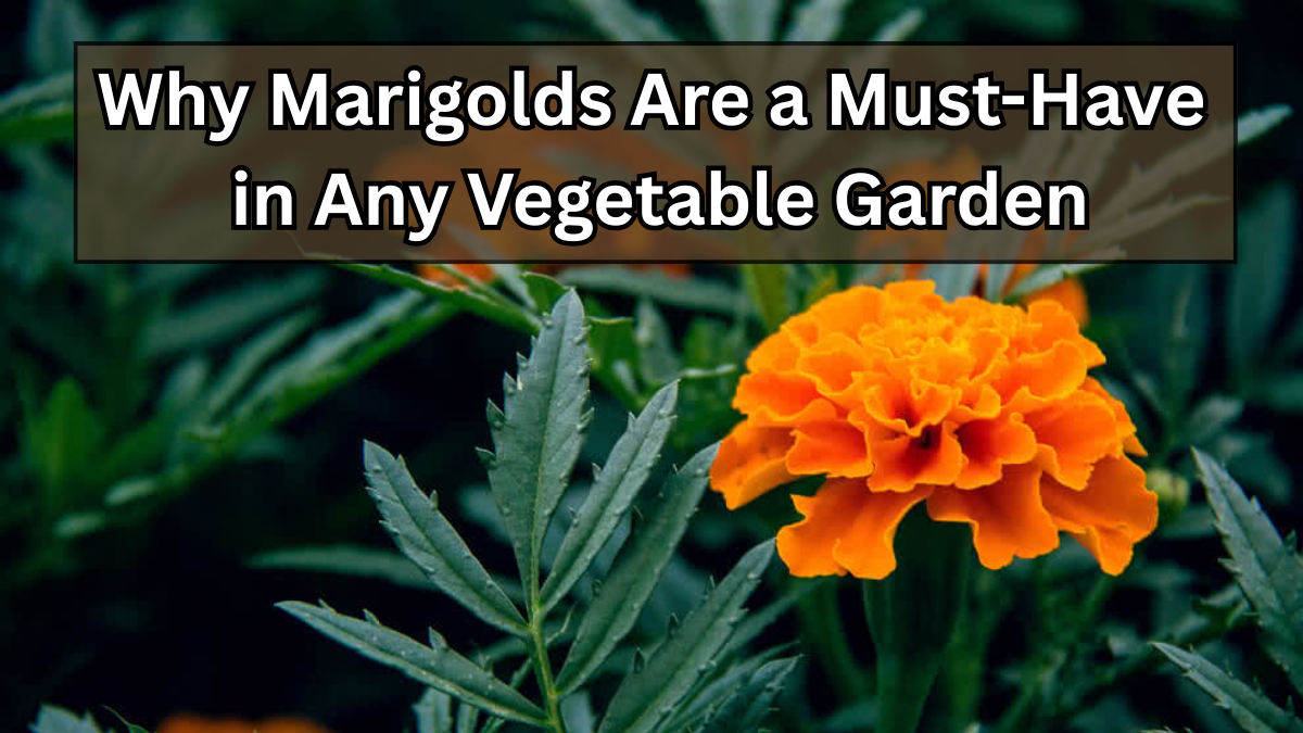 Why Marigolds Are a Must-Have in Any Vegetable Garden